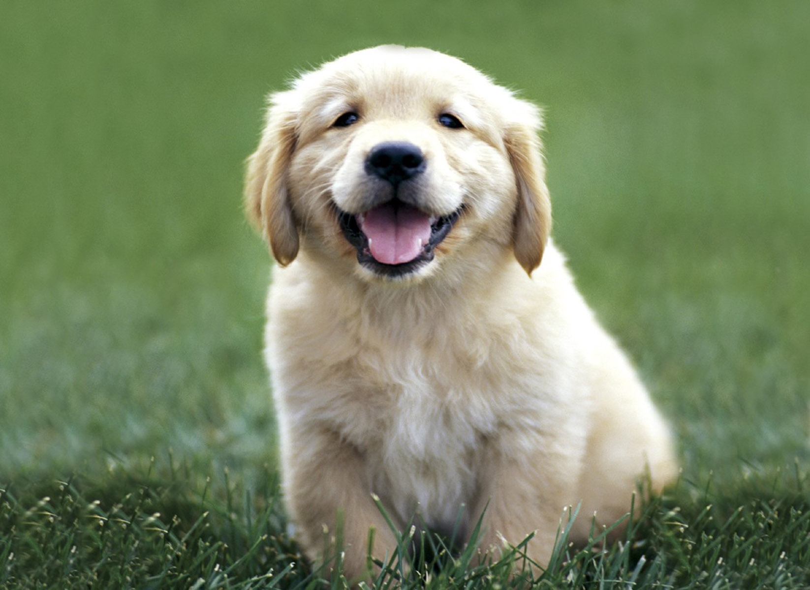 Golden Retriever Puppy Love